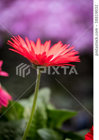 Gerbera Gerbera 38819032