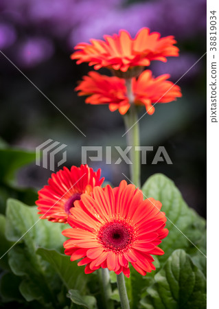 Gerbera Gerbera 38819034