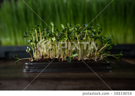 Microgreen 38819058