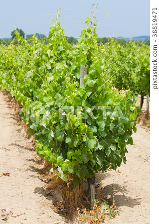 view on vineyard 38819471