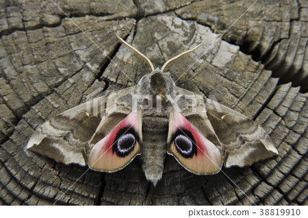 Prickly Prickly 38819910