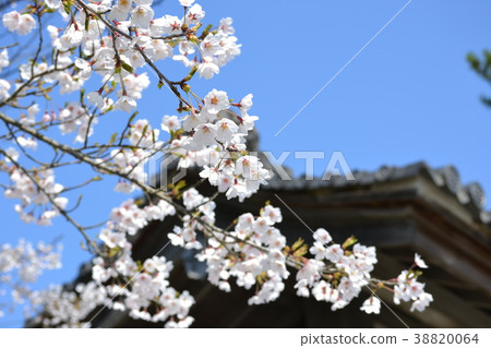 Cherry blossoms and gates 38820064