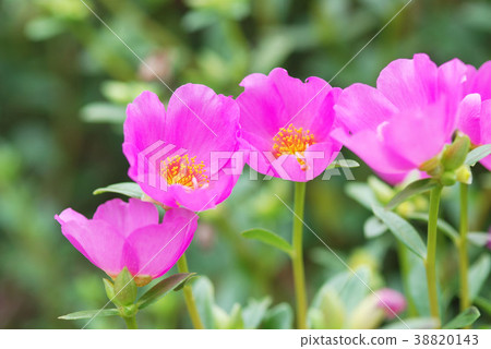 Matsuba button 38820143