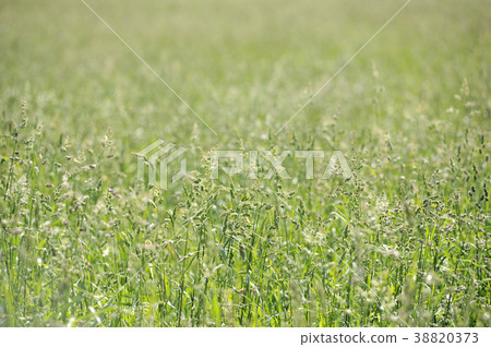 牧場 38820373