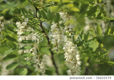 falseacacia花 38820374