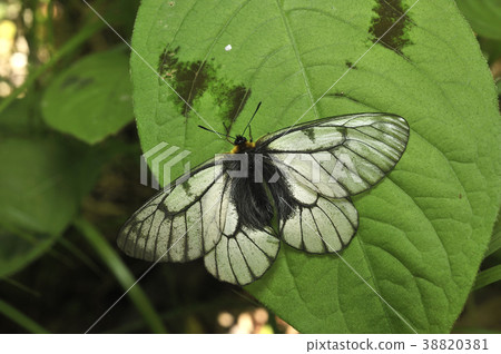 烏蘇巴族 38820381