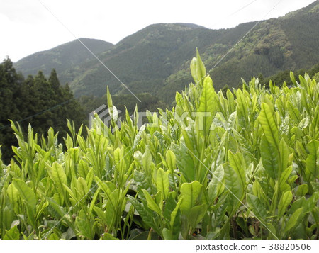 茶場 茶場 38820506