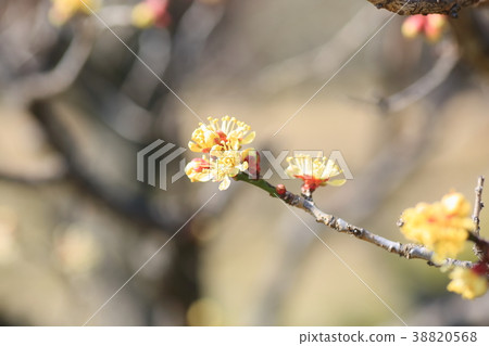 黃梅花 黃梅花 38820568