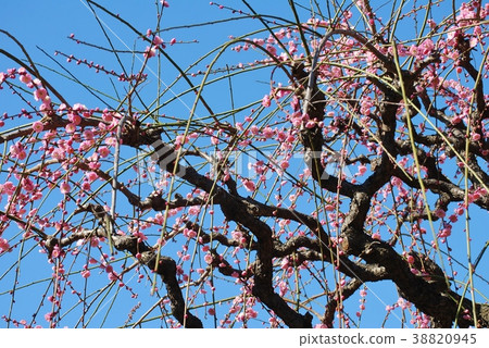 Dangling plum Dangling plum 38820945