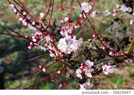 白花花 白花花 38820947