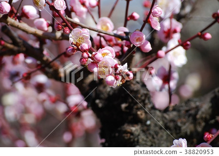 粉紅色的梅花 38820953