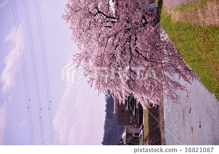 Yoshino cherry tree in full bloom Yoshino cherry tree in full bloom 38821087