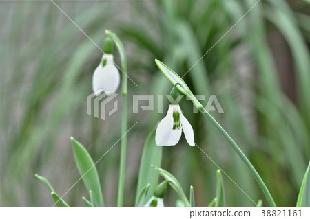 Snow Drop  38821161