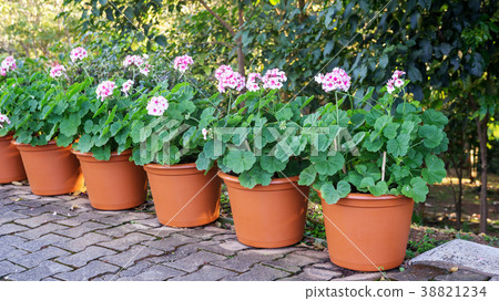 Pink Geranium flower in a garden. 38821234