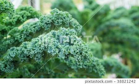 Close up of green curly kale plant in a vegetable garden. Close up of green curly kale plant in a vegetable garden. 38821242