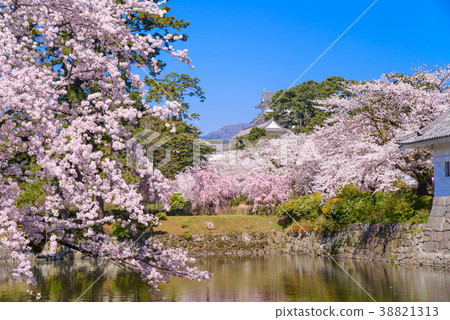 <神奈川縣>小田原城/櫻花季節 38821313