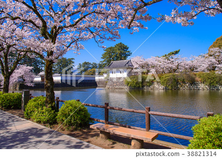 <神奈川縣>小田原城/櫻花季節 38821314