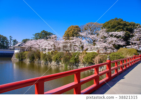 <神奈川縣>小田原城/櫻花季節 38821315