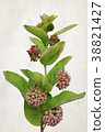 Watercolor Milkweed flowers 38821427