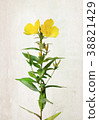 Watercolor Oenothera biennis flowers 38821429
