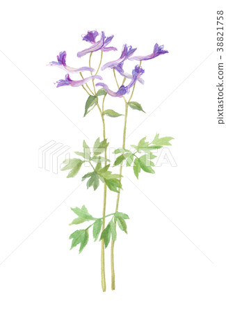 鹽漬海藻Engosaku花 38821758