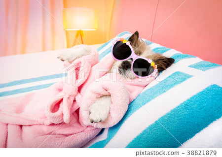 dog spa wellness salon 38821879