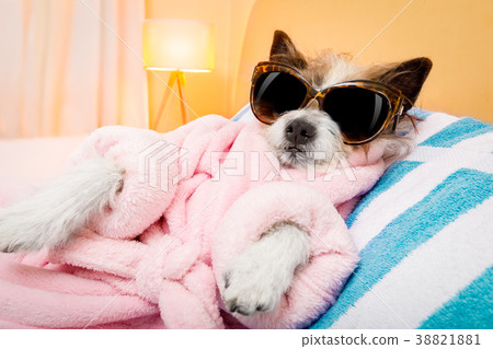 dog spa wellness salon dog spa wellness salon 38821881