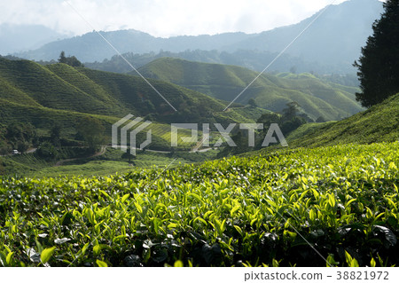 Amazing Malaysia landscape. View of tea plantation 38821972