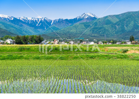 Shonentake reflected in the rice fields of Shinshu in spring 38822250