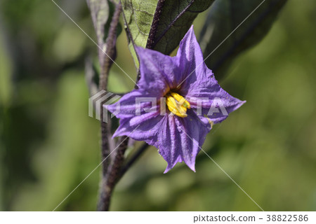 茄子花 38822586