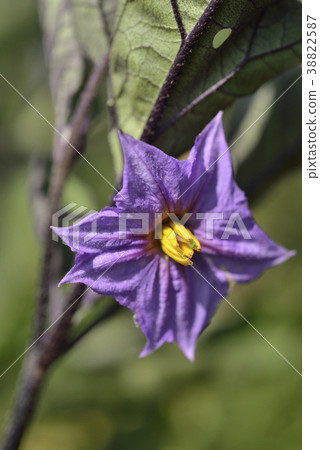 茄子花 照片素材 圖片 3587 圖庫