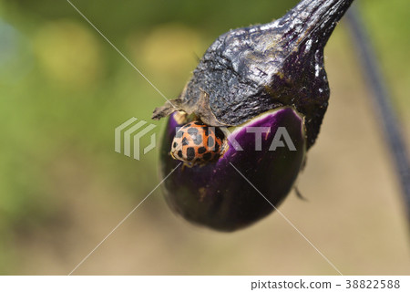 中國餃子吃餃子 38822588