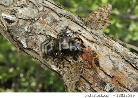 Miyamakuwagata和Satoki Madarahike聚集在樹液中 38822589