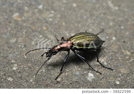 Ororio甲蟲 Ororio甲蟲 38822590