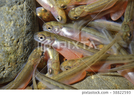 Salmon fry 38822593