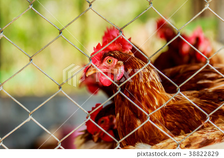 chickens or hens inside a chicken coop. 38822829