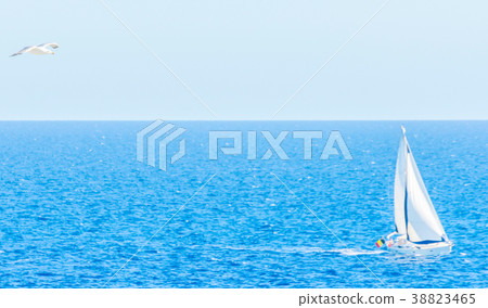 seagull flying in the blue sky 38823465