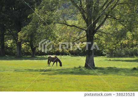 Grazing a horse 38823528