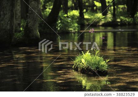 清除流 清除流 38823529