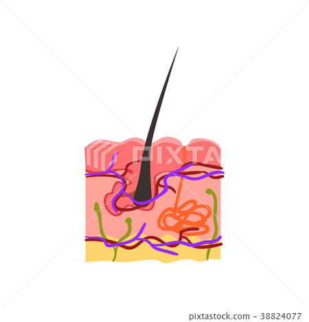 Skin internal structure, hair bulb vector Skin internal structure, hair bulb vector 38824077