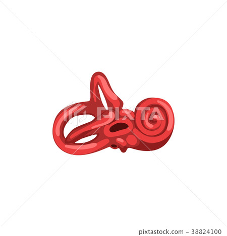 Inner ear, human internal organ anatomy vector 38824100