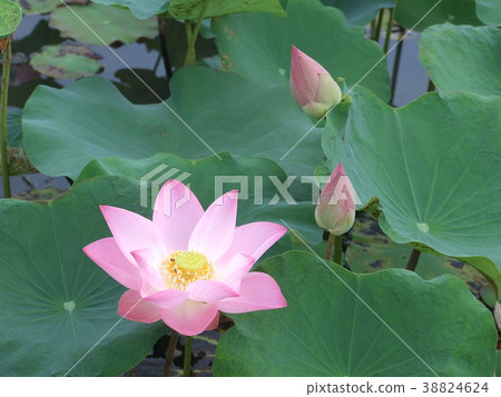 Pink Sacred Lotus Pink Sacred Lotus 38824624