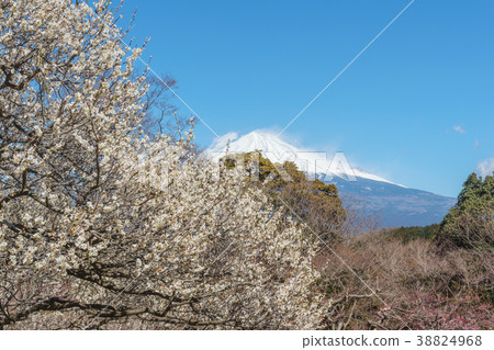 Fuji and plum blossoms 38824968
