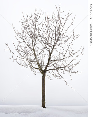 Cherry Tree Hibernation 38825285