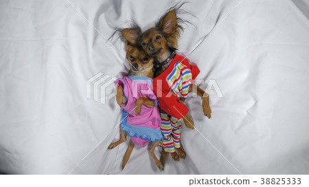 Newborn puppy sleeping. Adult dogs in sliders. Newborn puppy sleeping. Adult dogs in sliders. 38825333