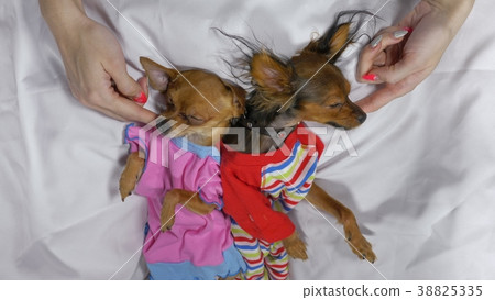 Newborn puppy sleeping. Adult dogs in sliders. Newborn puppy sleeping. Adult dogs in sliders. 38825335