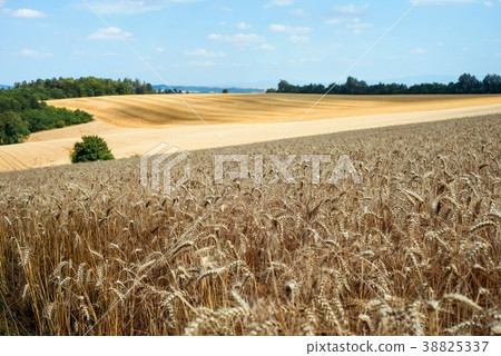 Fields of grain in summer. Fields of grain in summer. 38825337