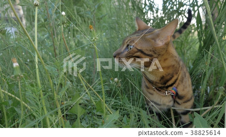 Bengal cat walks in the grass. He shows different 38825614