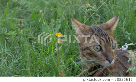 Bengal cat walks in the grass. He shows different 38825615