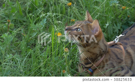 Bengal cat walks in the grass. He shows different 38825633